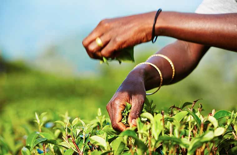 Picking tea in India