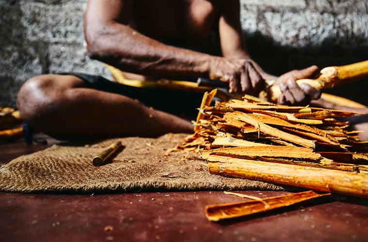 Production of cinnamon sticks